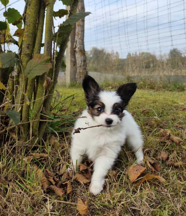 papillon - śliczny piesek, hodowla ZKwP
