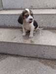Beagle tricolor puro