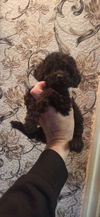 Щенки той пуделя