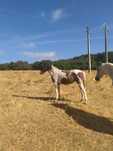 Poldra Cruzada Lusitano