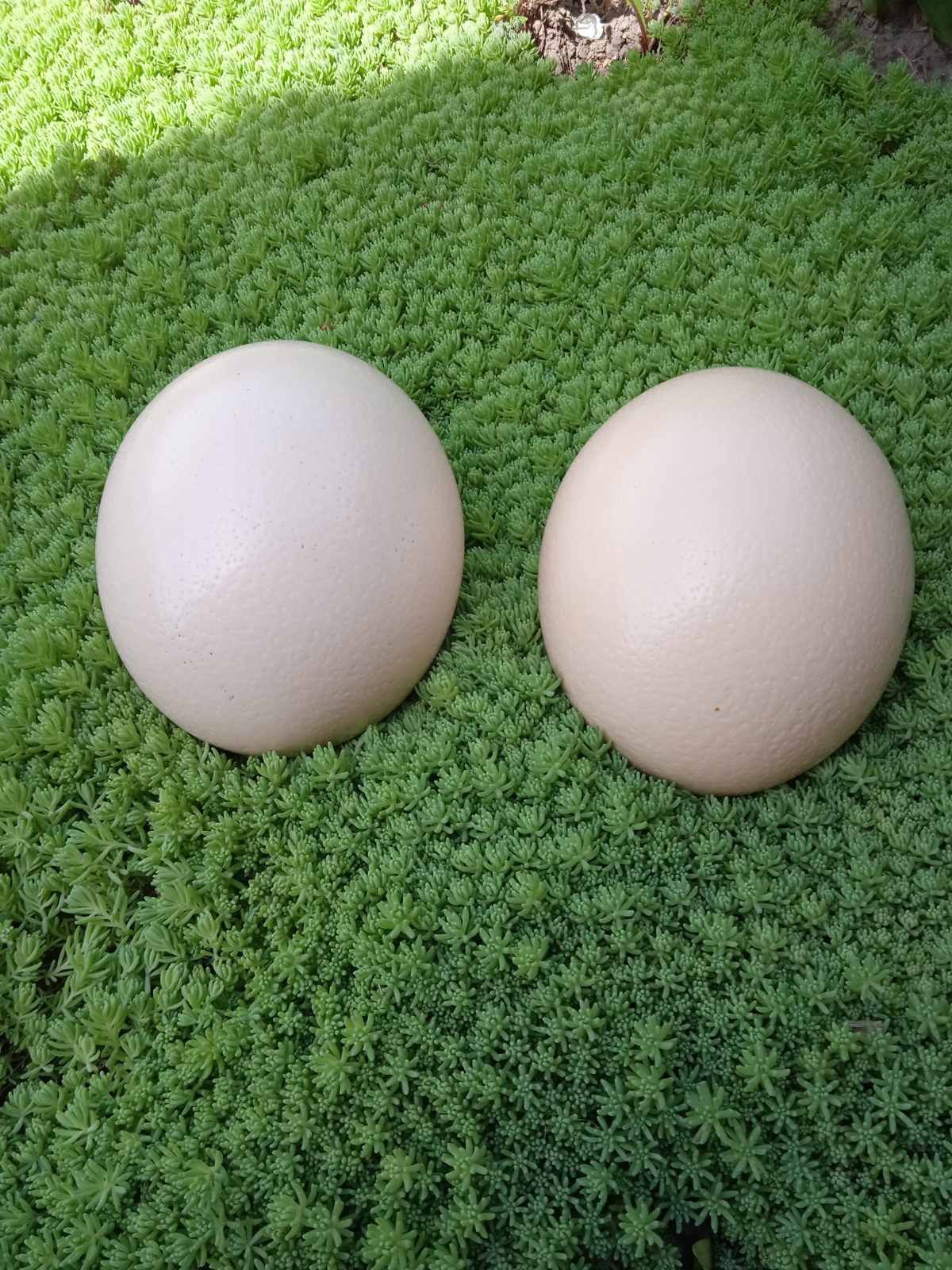 Продам страусині яйця
