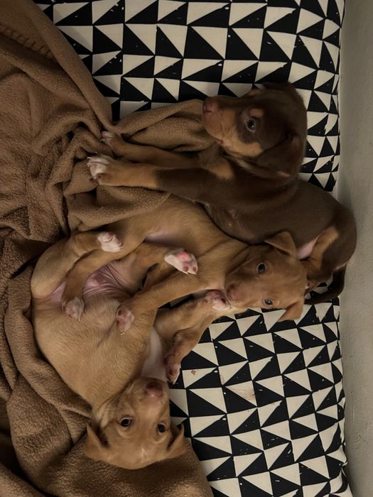 Cachorros para adoção responsavel