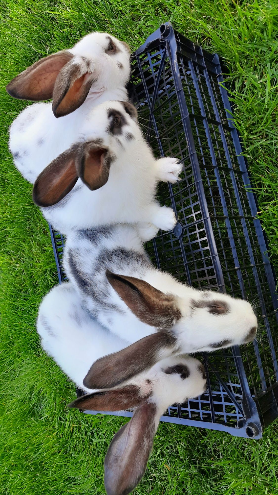 Продаж   кроликів