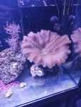 Koral akwarystyka morska Sarcophyton