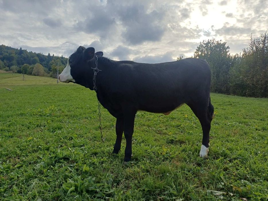 Продам телички різного віку