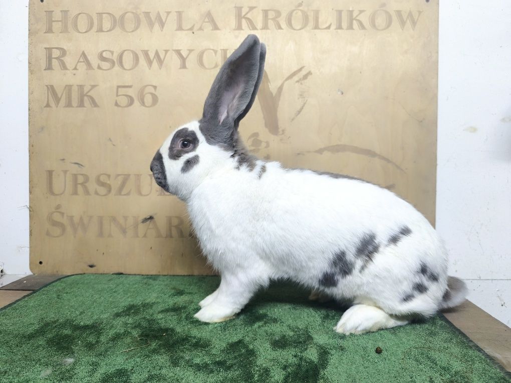 Samiec Champion 96.5pkt Olbrzym Srokacz Izabela rodowód