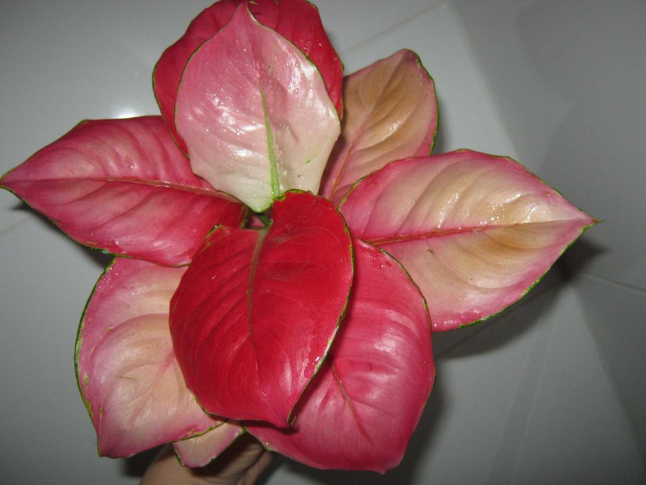 аглаонема разные сорта калатея филодендрон  комнатные цветы от100грн