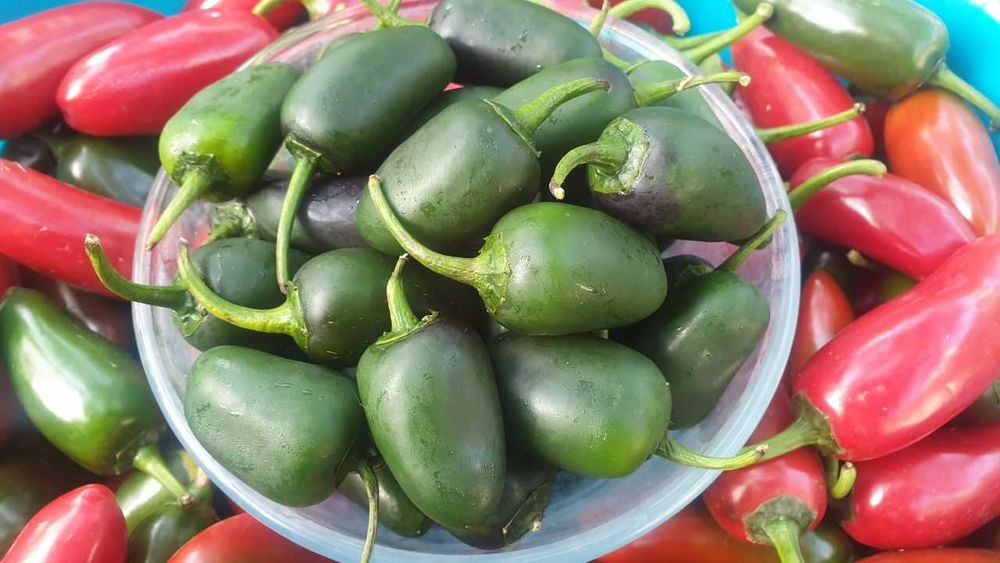 Продам насіння Jalapeno / Халапеньо