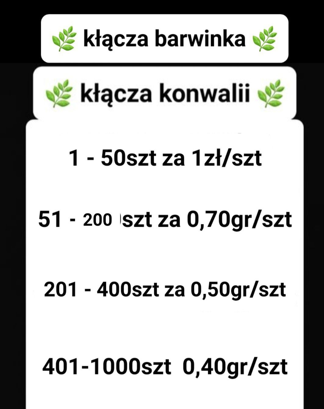 Kłącza konwalii majowej  sadzonki konwalia ogrodowa intensywnie pachną