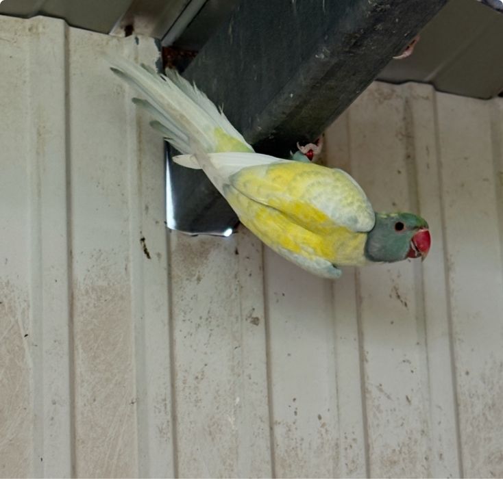 Ring necks malhados dominantes