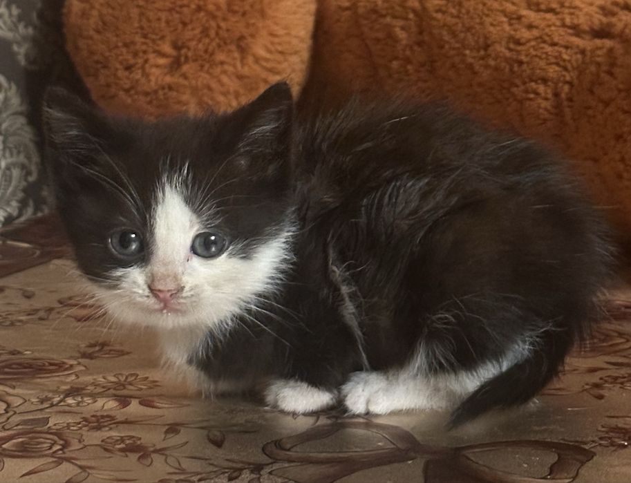 Кошенята в добрі руки