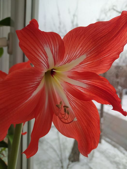 Продам детки гиппиаструма