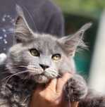 Gatinha Maine Coon meiga