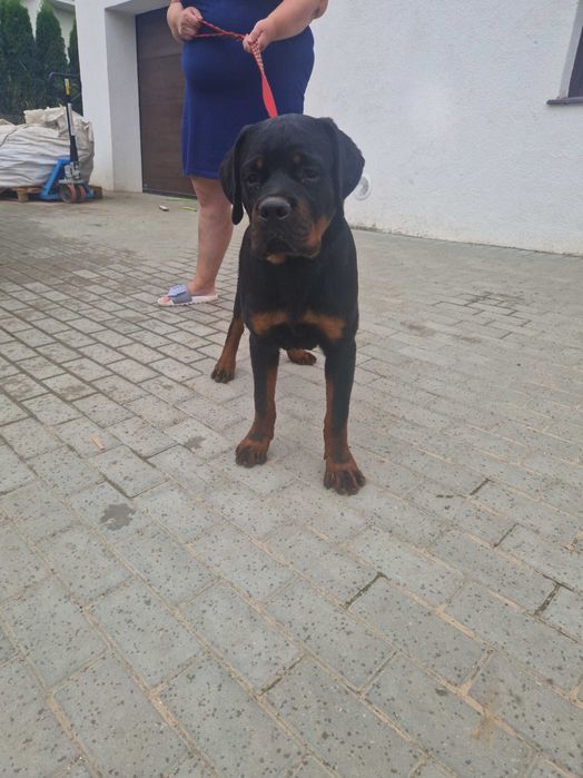 Szczenię rottweiler ZKWP FCI 6 miesięczny piesek.