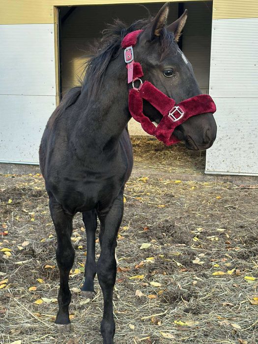 Kara kobyłka (odsadek)