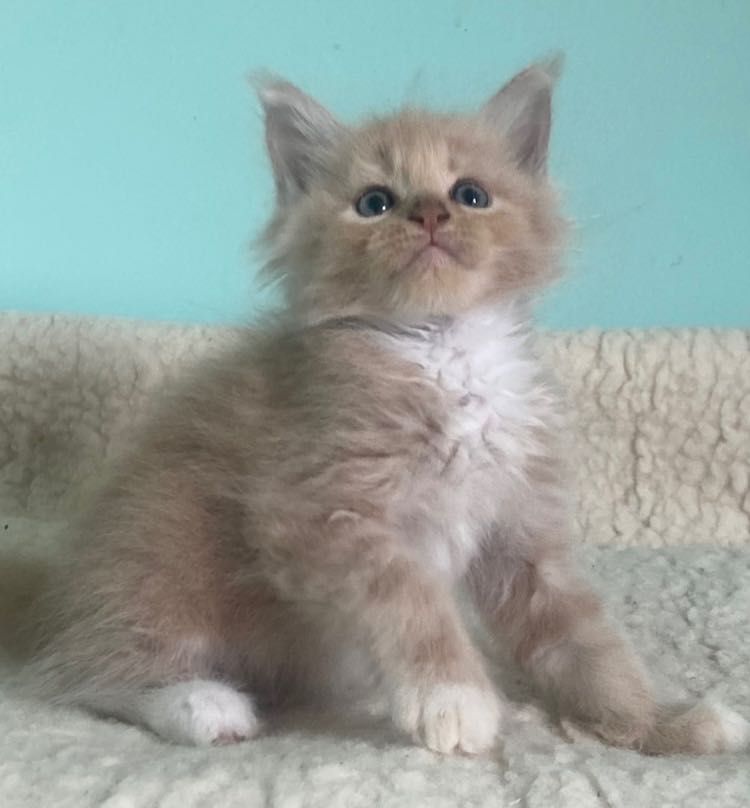 Maine Coon - Kotka  Łendi - Linia Shaded !