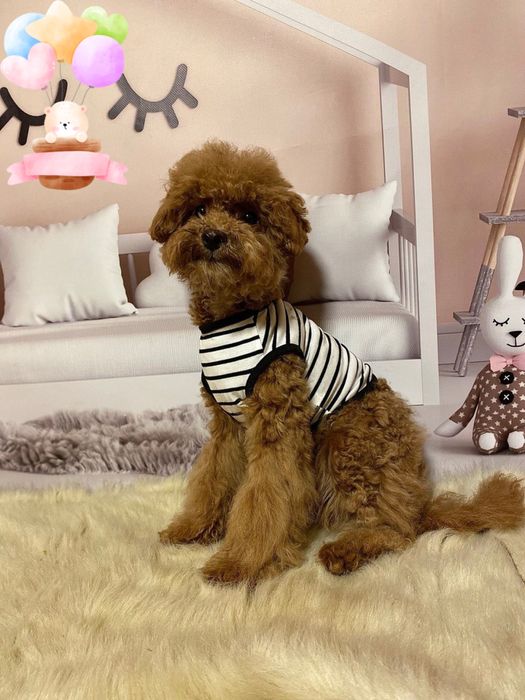 Неймовірний малюк мальтіпу! Мальтипу