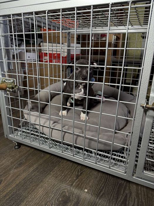 Продам переносний вольер для собак