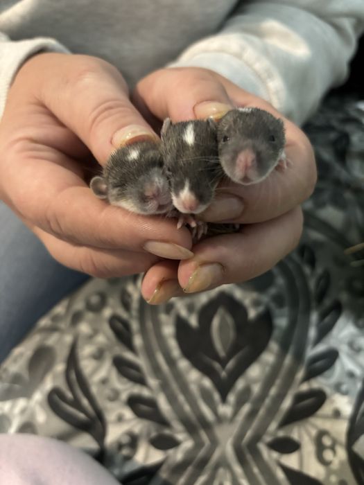 brązowe  szczurki dumbo