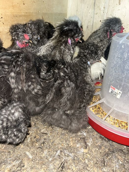 Casais de Sedosas do Japão linha USA