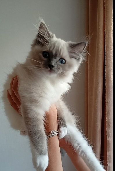 Ragdoll kociak FPL do płatnej adopcji