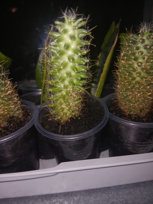 Кактус мамилярия