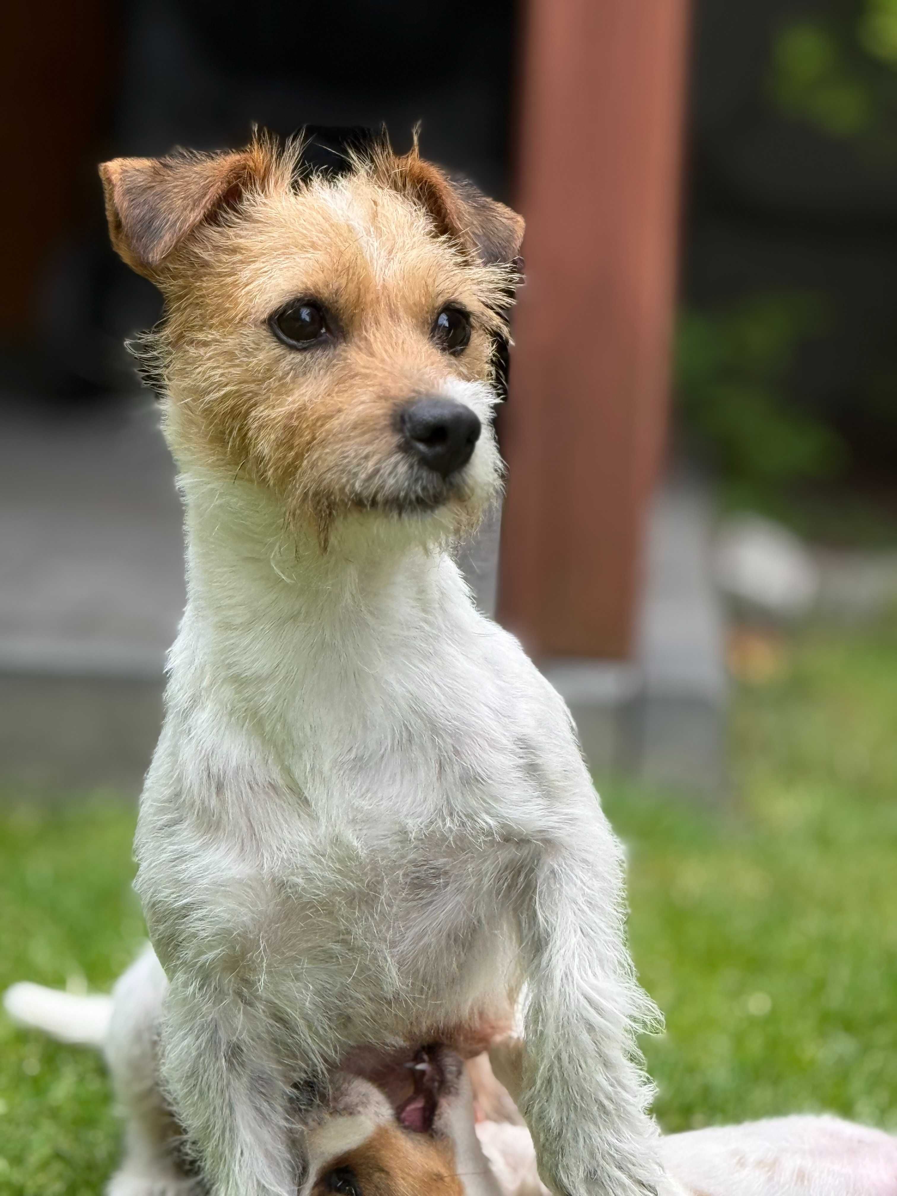 Jack Russell Terrier od #S M A R T I E * J A C K S# rodzice FCI/ ZKwP