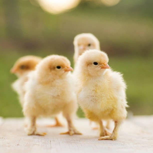 Цыплята Циплята Курчата ДОБОВІ Несушка Крос Браун Сенді Півники Півні