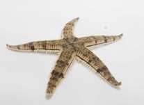 Archaster typicus - akwarium morskie