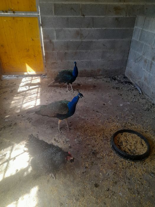 2 Pavões MachosAdultos
