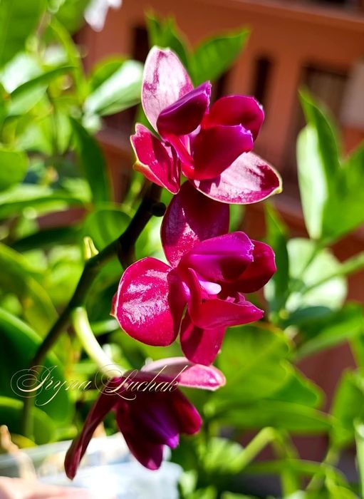 продам орхідею фаленопсис  Hau Jih Fancy пелор