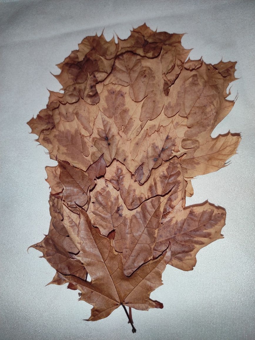 Liście klonu suszone w glicerynie * naturalne liście klonu * dekoracja