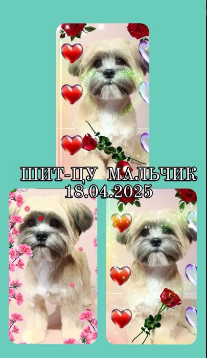 Шит-цу продам є 1 дівчінка і 1 хлопчік