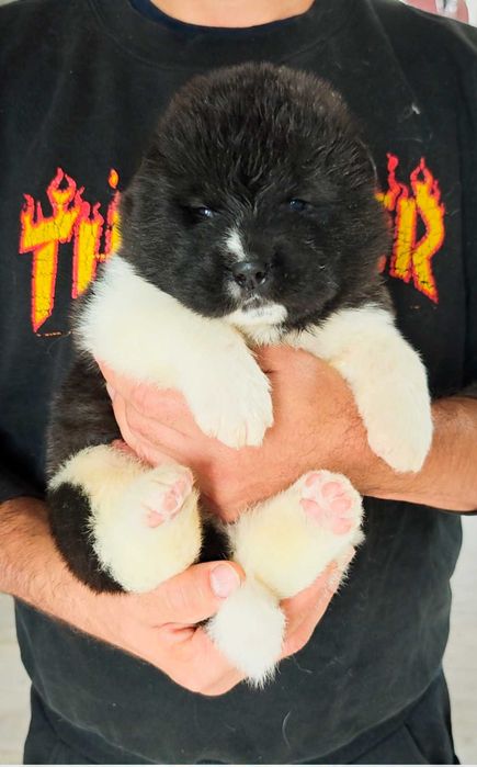 Akita amerykańska ZKwP