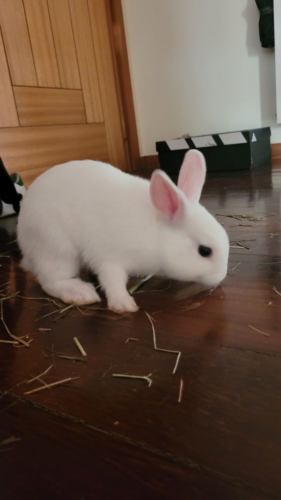 Coelhinho bebé adoção
