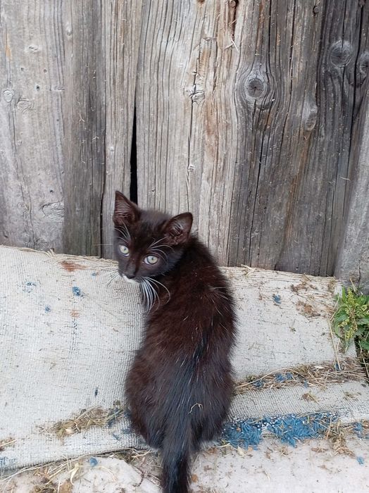 Słodkie kotki do wydania