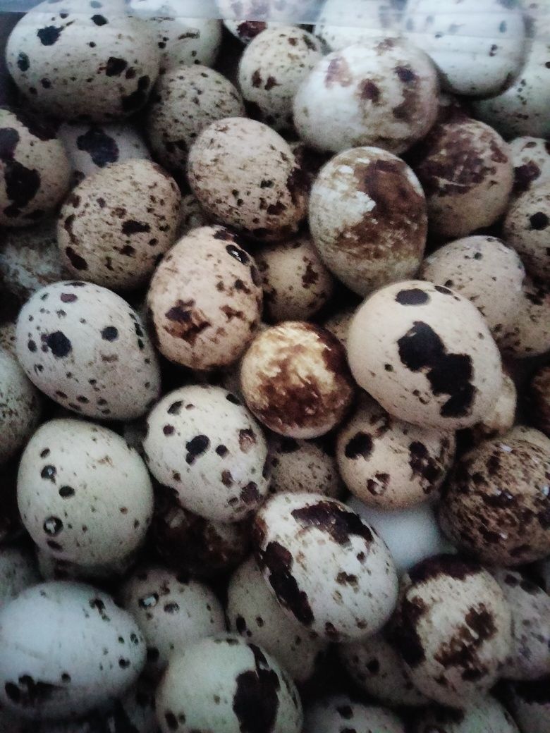 Продам перепелині яйця