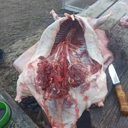 Продам мʼясо бобра/тушка/мясо бобра/дичина/дичь/