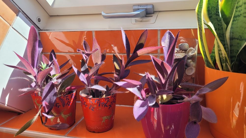 Trzykrotka purpurowa