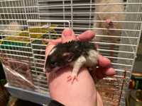 Крысята (Маленькие) ручные | Все для домашних животных