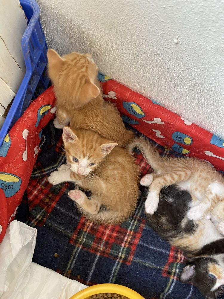 Adota-se gatos bebes!
