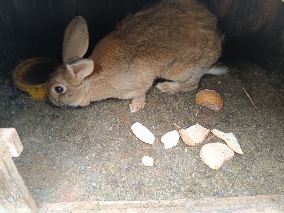 Król, królik samica