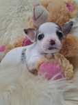 **KENAY**chihuahua sunia blue merle do rezerwacji