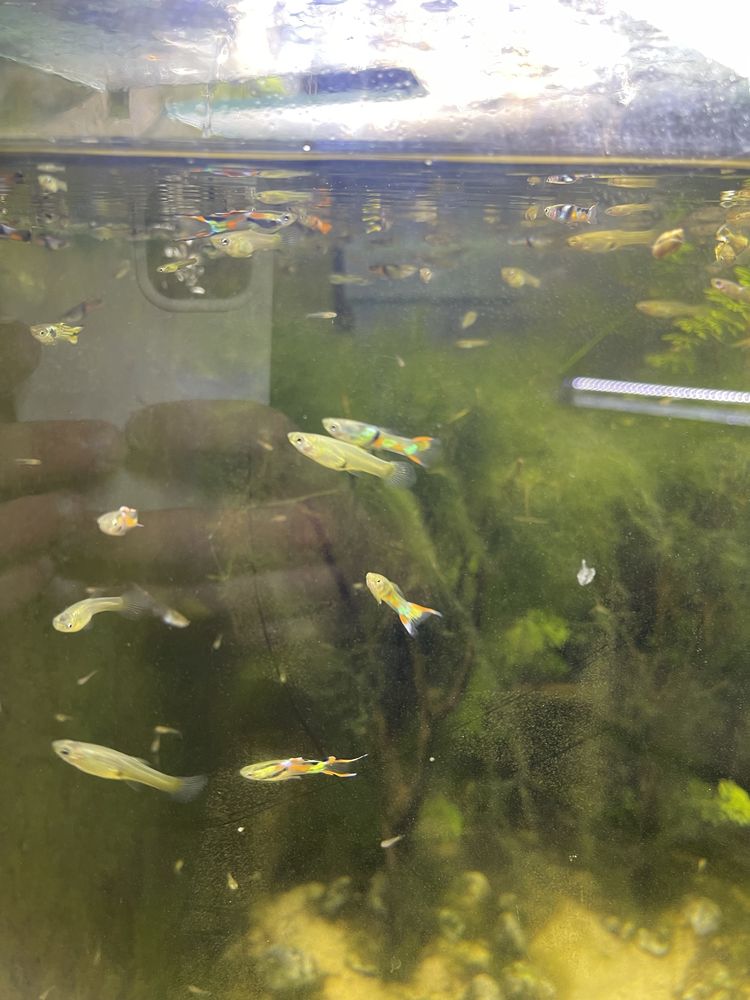 Guppys sortidos para venda