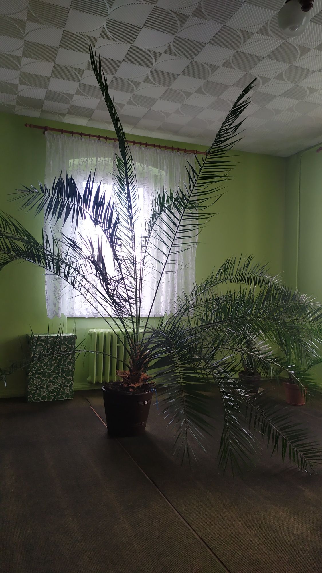 Palma daktylowa wielka - 300 cm