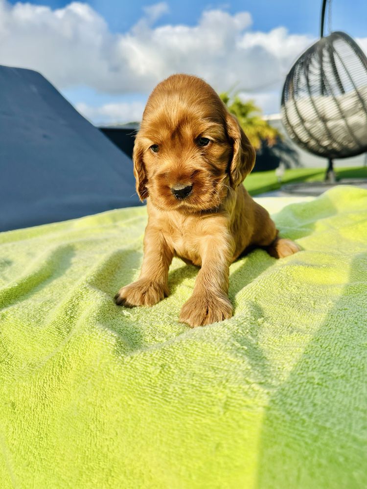 Cocker menino lindo