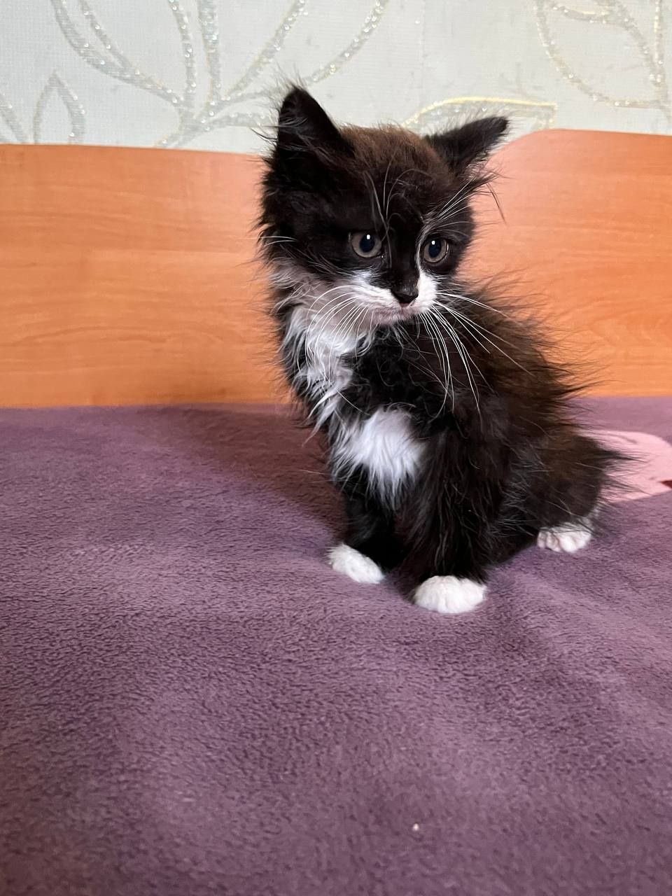Котята безкоштовно