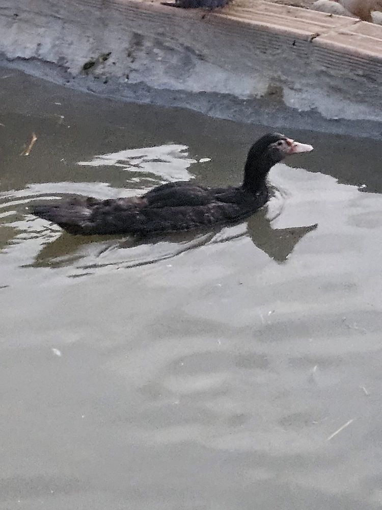 Vendo patos de varias idades