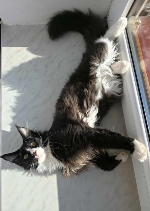 Gotowy do odbioru Kocur Maine Coon z rodowodem FPL