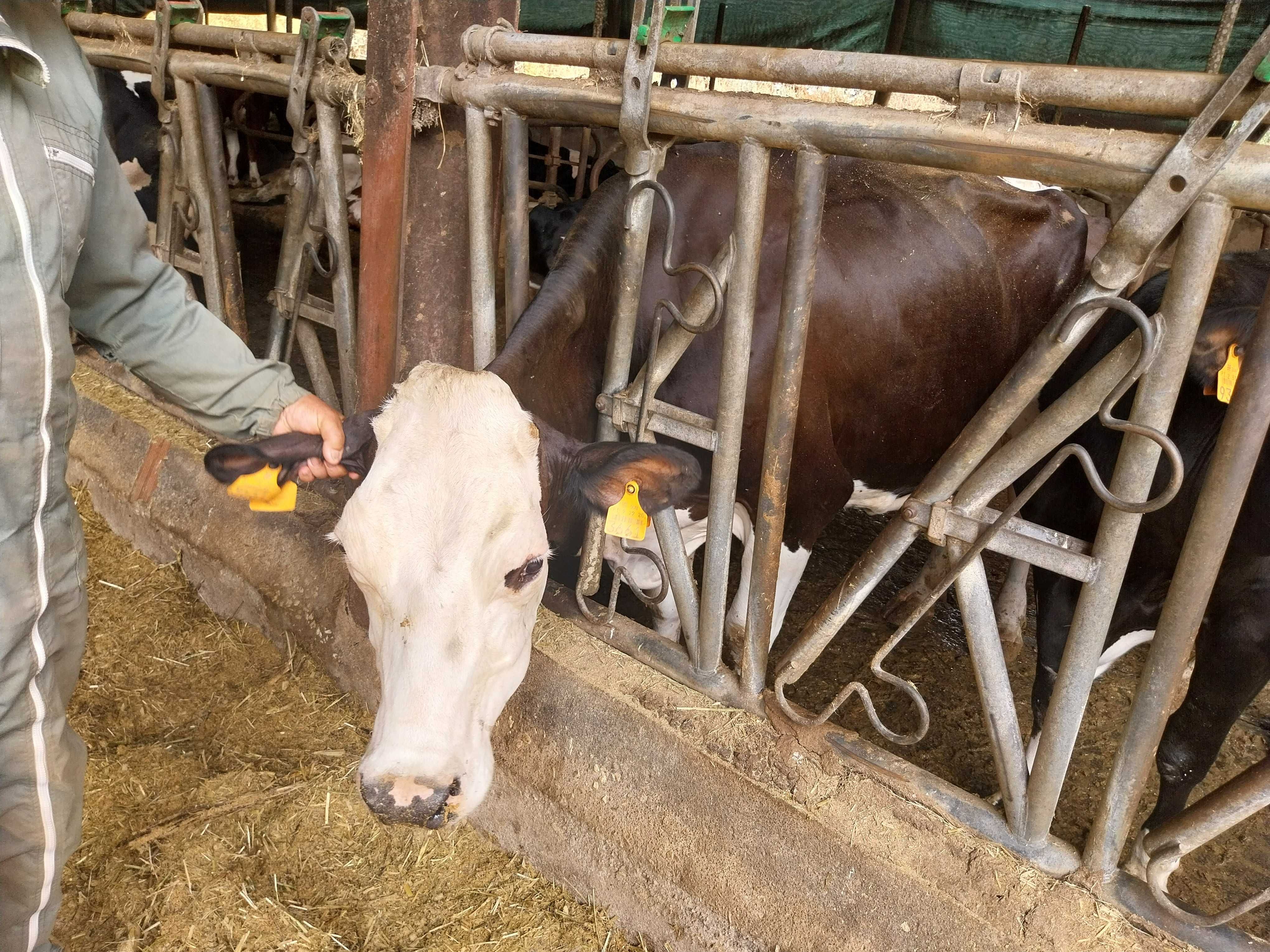 Animais Raça Frísia: vacas, bois e vitelas (os)